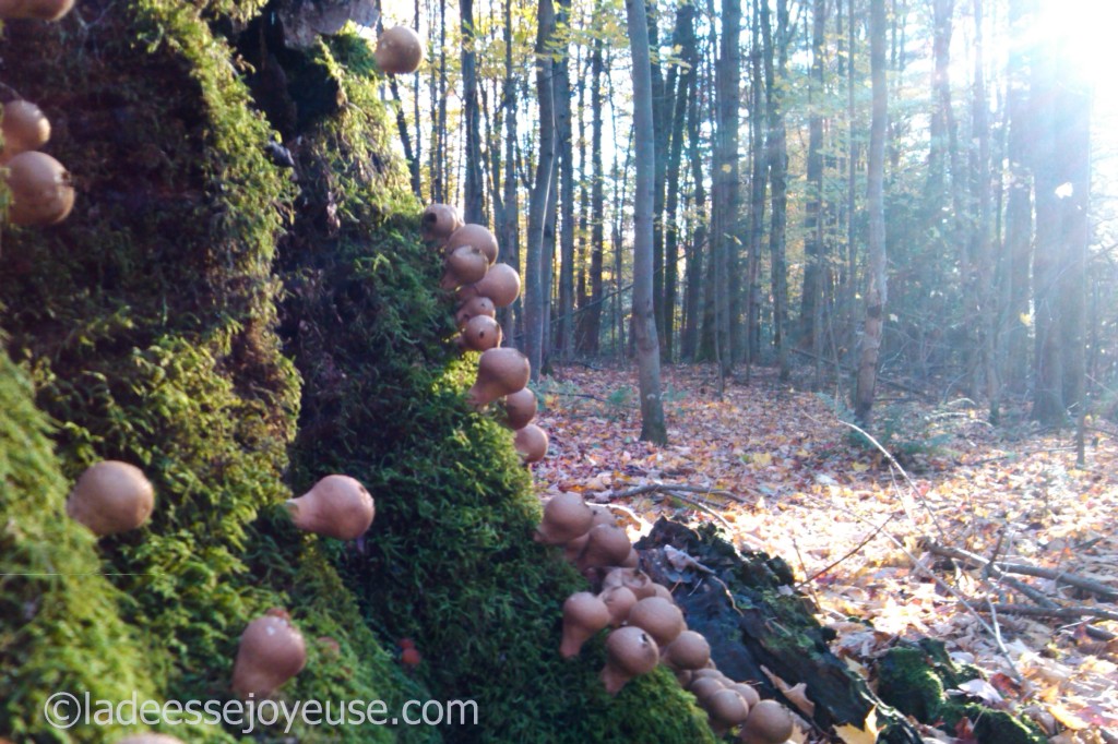 forêt de champignons