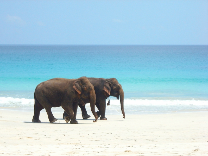 elephants on the beach by Senorhorst Jahnsen on Flickr smaller