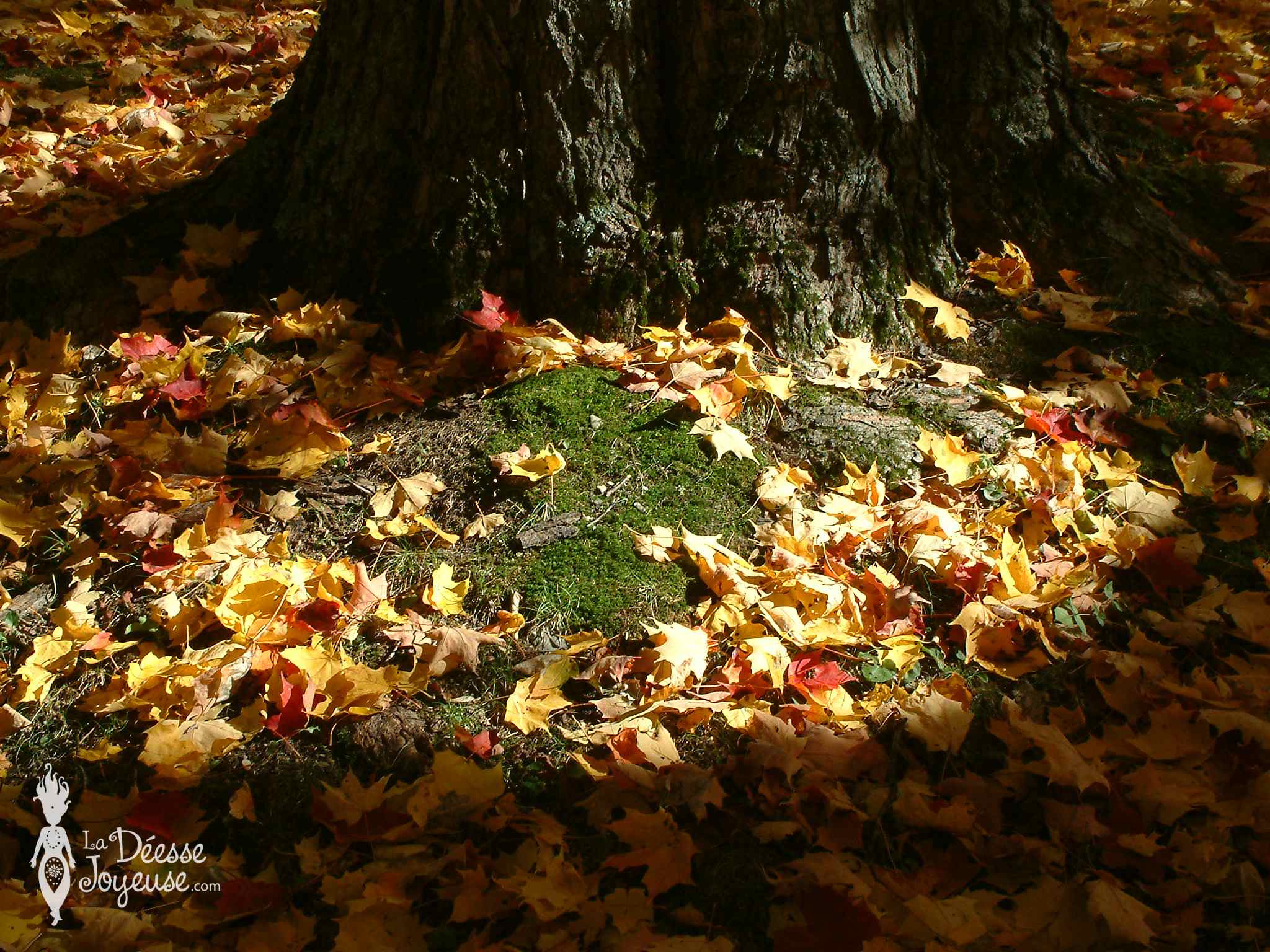 arbre-automne-feuilles-la-deesse-joyeuse